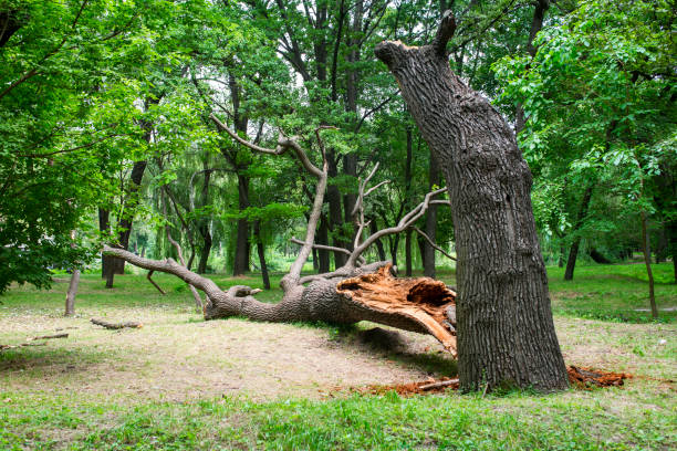 How Our Tree Care Process Works  in  Balmville, NY