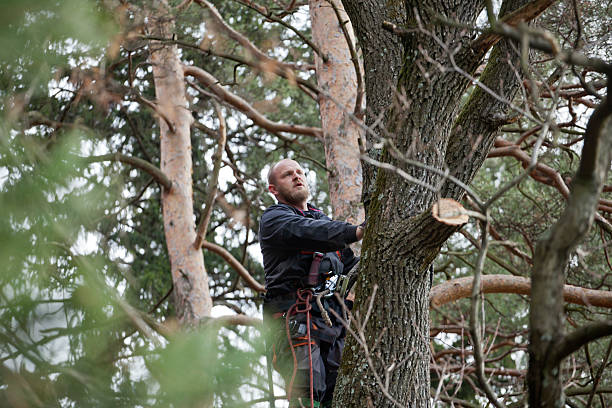 Reliable Balmville, NY Tree Care Solutions